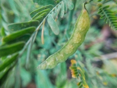 Aeschynomene indica