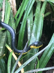 Chironius carinatus