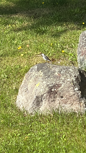 White Wagtail