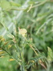 Aeschynomene indica