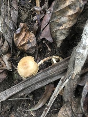 Pholiota subflammans