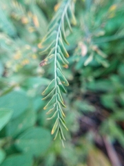 Aeschynomene indica