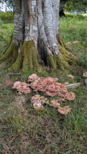 Giant Polypore