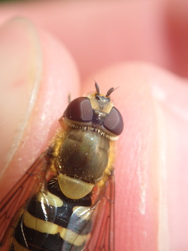 Common Flower Fly