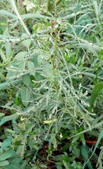 Aeschynomene indica