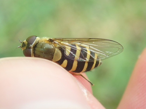 Common Flower Fly