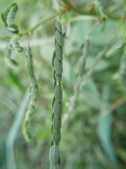 Aeschynomene indica