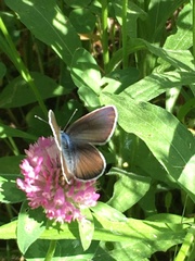 Cyaniris semiargus