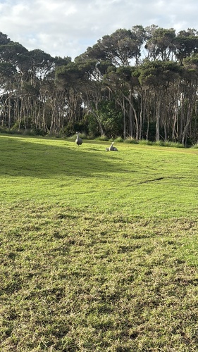 Cape Barren Goose