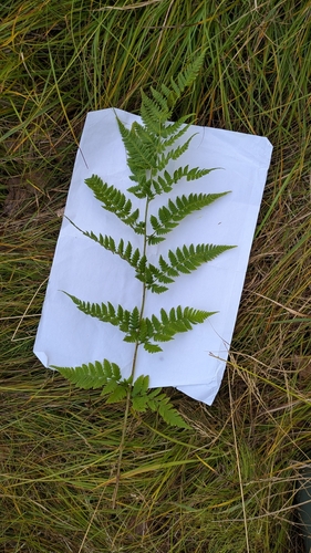 spinulose wood fern