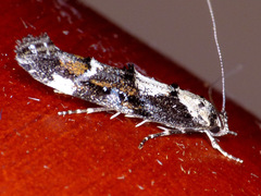 Mompha conturbatella