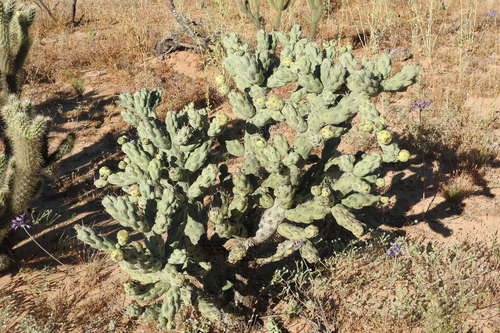 Chain-link Cholla