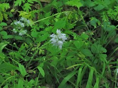 Hydrophyllum brownei