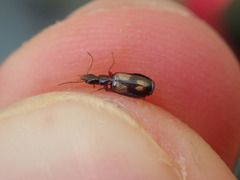 Calodromius spilotus