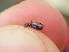 Calodromius spilotus