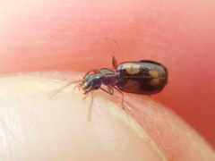 Calodromius spilotus