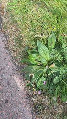Plantago lanceolata
