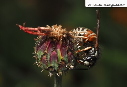 Red-banded Yellowjacket