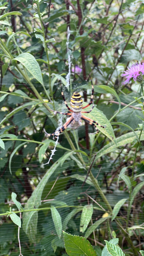 Wasp Spider
