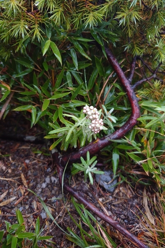 Anaphalis morrisonicola, photograph 3