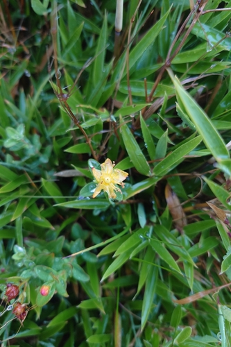 Hypericum nagasawae