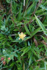 Hypericum nagasawae