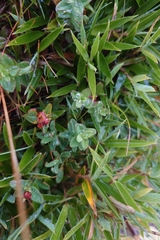Hypericum nagasawae, photograph (c) 如此甚好, some rights reserved (CC BY)