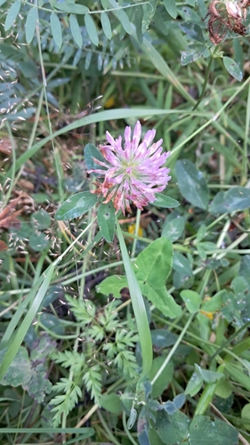 Red Clover