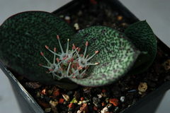 Massonia bakeriana