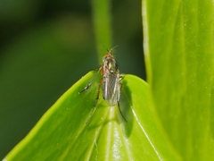 Dolichopus plumipes