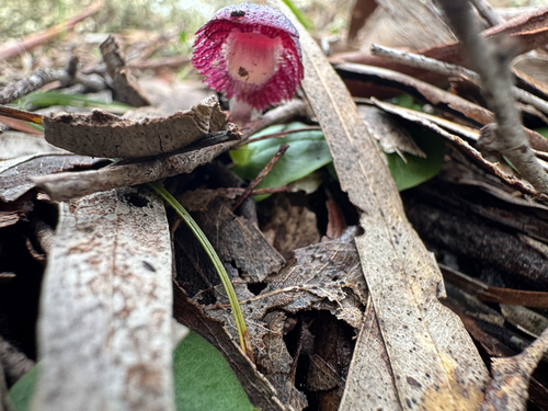 veined helmet-orchid