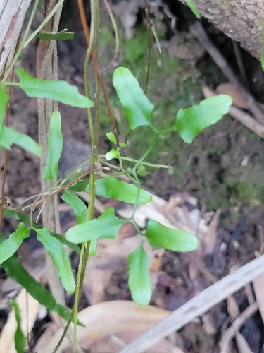 Lygodium reticulatum observed 2026-08-22
