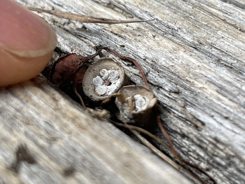 common bird's nest fungus
