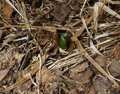 Trillium camschatcense