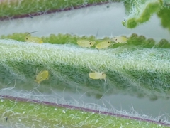 Neomyzus circumflexus