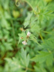Cardiospermum halicacabum