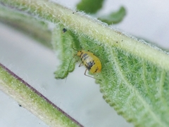 Neomyzus circumflexus