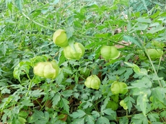 Cardiospermum halicacabum