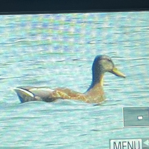 Mallard