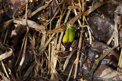 Trillium camschatcense