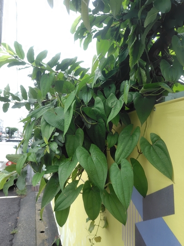 Dioscorea alata, photograph 1