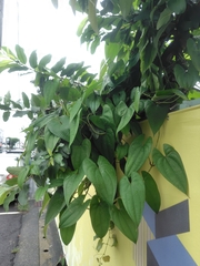 Dioscorea alata