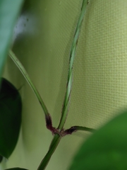 Dioscorea alata, photograph (c) chiuluan, some rights reserved (CC BY)