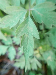 Cardiospermum halicacabum