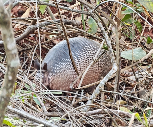Southern Long-nosed Armadillo observed by juleseth