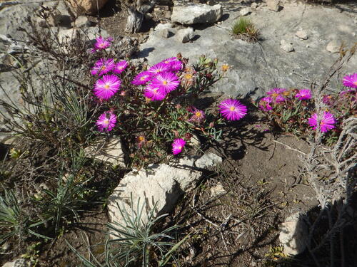Lampranthus ceriseus, photograph 5