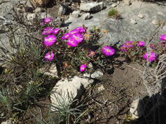 Lampranthus ceriseus, photograph (c) James Deacon, some rights reserved (CC BY-SA)