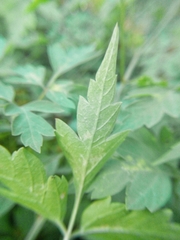 Cardiospermum halicacabum