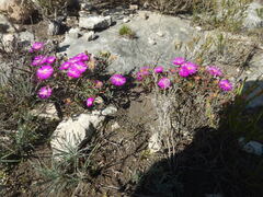 Lampranthus ceriseus, photograph (c) James Deacon, some rights reserved (CC BY-SA)
