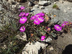 Lampranthus ceriseus, photograph (c) James Deacon, some rights reserved (CC BY-SA)